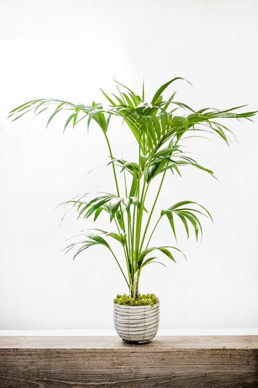 Kentia