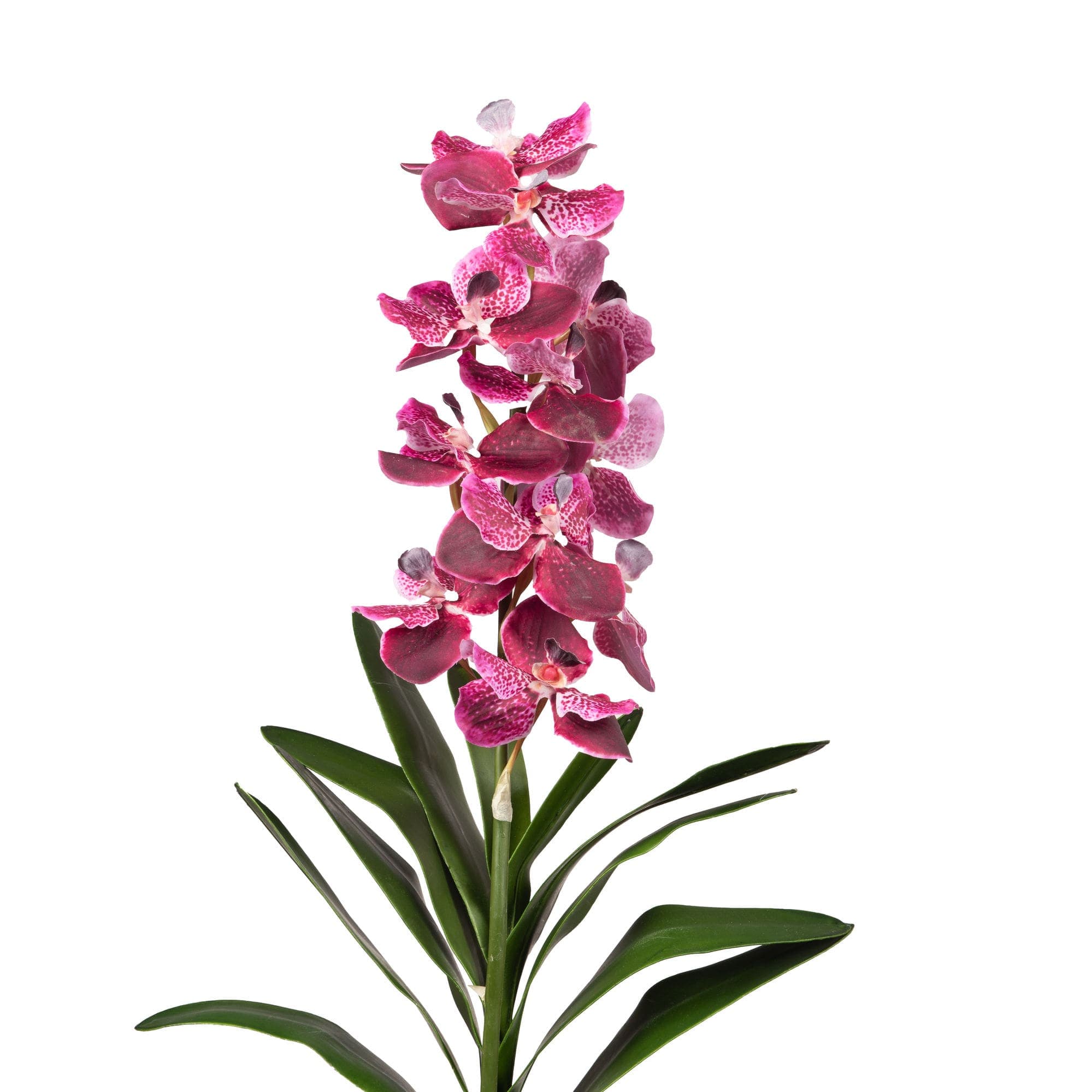Orch vanda+feuille sanderiana