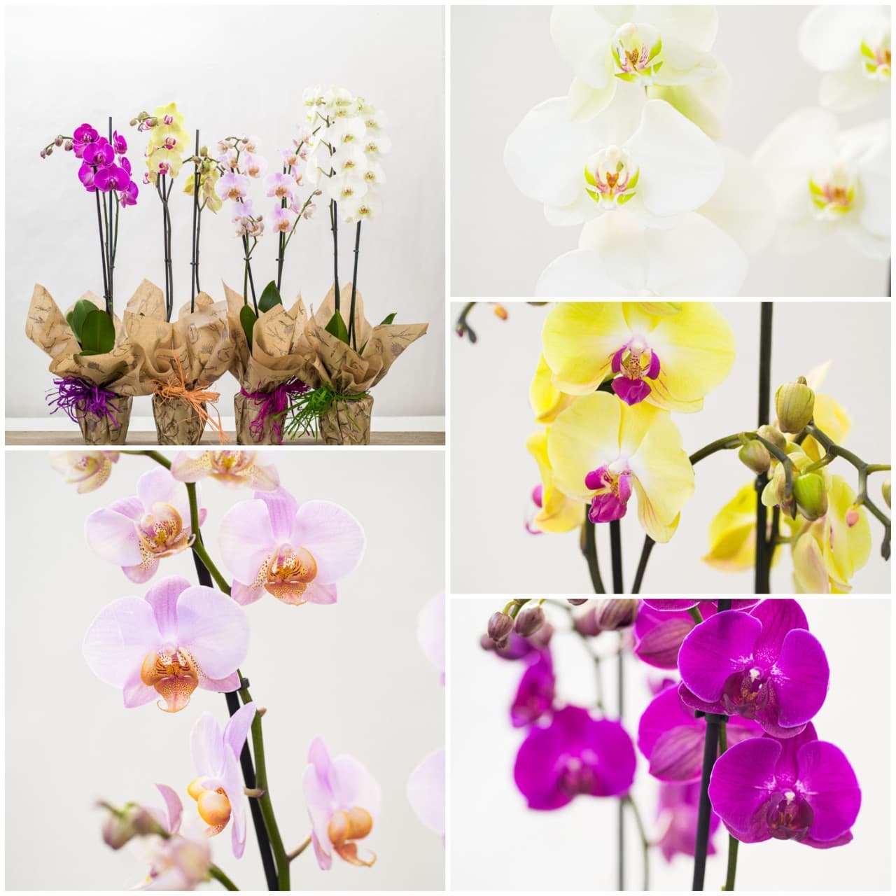 Orquídea